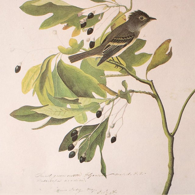 John James Audubon 1966 Vintage Cottage Print "Green Crested Flycatcher" After John James Audubon For Sale - Image 4 of 7