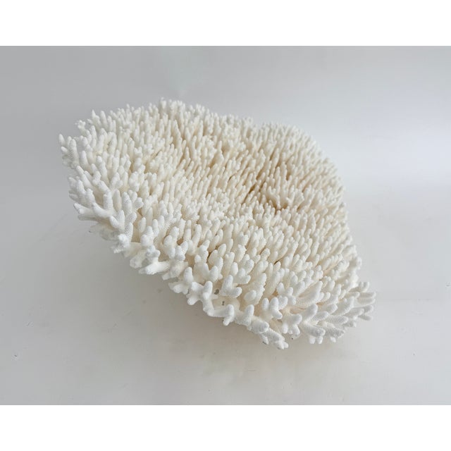 Shell Massive Natural Table Coral Specimen For Sale - Image 7 of 8