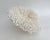 Shell Massive Natural Table Coral Specimen For Sale - Image 7 of 8