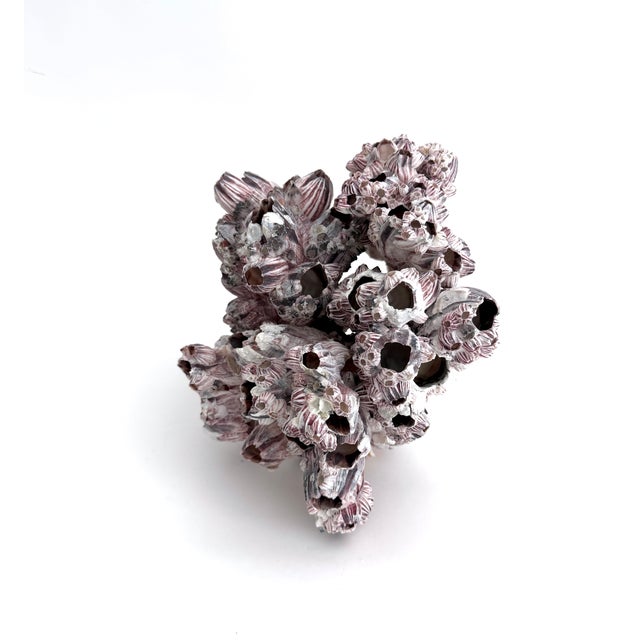 Large cluster of natural ocean barnacles in a range of pinks and purple. Flaws and imperfections as found in nature. Can...