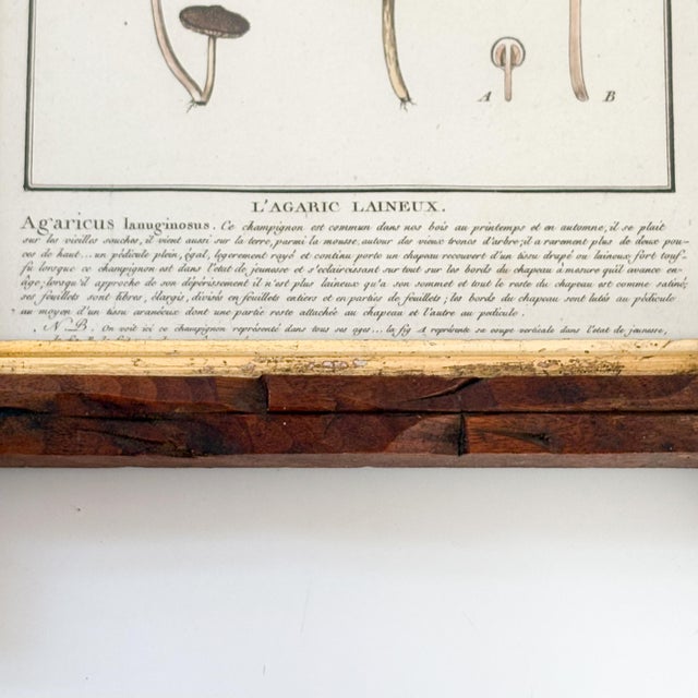 Illustration French Botanical Mushroom "L'Agaric Laineux" Illustration From 1700's, Antique Framed Etched Botany Art For Sale - Image 3 of 11