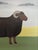 Contemporary 'Walter' Original Naive Style Animal Oil Painting by British Artist Matt Rix, Framed For Sale - Image 10 of 11