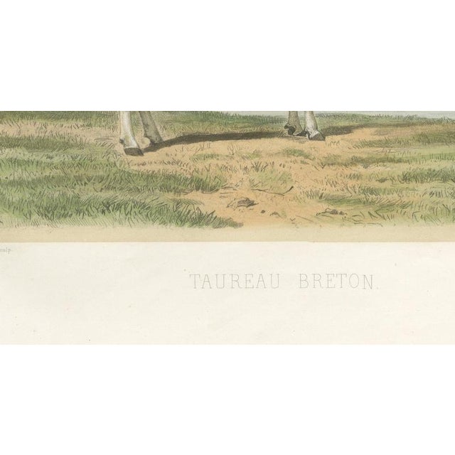 Breton Bull, Cattle Print After Constant Troyon, 1873, Paper For Sale - Image 6 of 12