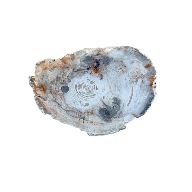 Extremely Rare Petrified Wood Slab from the Triassic Period 200 million years old unusual vibrant colors with lighter...