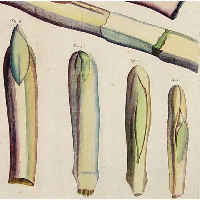 Hortus Malabaricus Hand-Colored Botanical Engraving of the Talipot Palm, Rheede, Amsterdam, Circa 1682 For Sale - Image 4 of 8