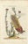 Birds of Paradise from Seligmann's Birds Collection, 1800s, Print For Sale - Image 3 of 5