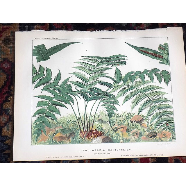 Printmaking Materials Authentic Antique 19th Century Large Botanical Fern Chromolithographs - Set of 9 For Sale - Image 7 of 12