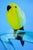 20th Century Sculpture of Parrot on Branch in Opaline Murano Glass attributed to Seguso Glassworks, Set of 2 For Sale - Image 17 of 18