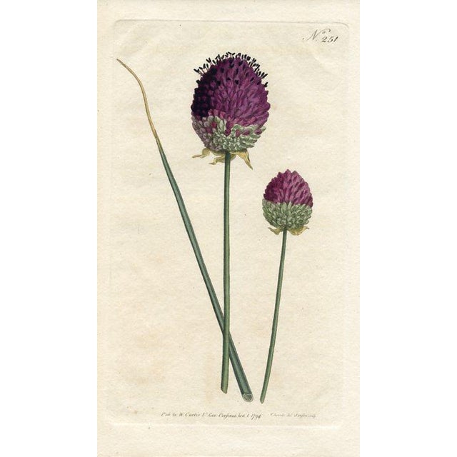 Original late-1700s hand-colored botanical print published in "Curtis's Botanical Magazine", the oldest and longest...