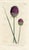 Original late-1700s hand-colored botanical print published in "Curtis's Botanical Magazine", the oldest and longest...