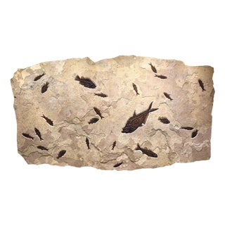 Giant Fossil Fish Mural For Sale