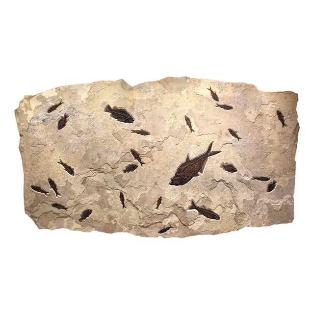 Giant Fossil Fish Mural For Sale