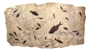 Giant Fossil Fish Mural