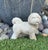 Stone Cast Stone Bichon Frise Garden Ornament For Sale - Image 7 of 7