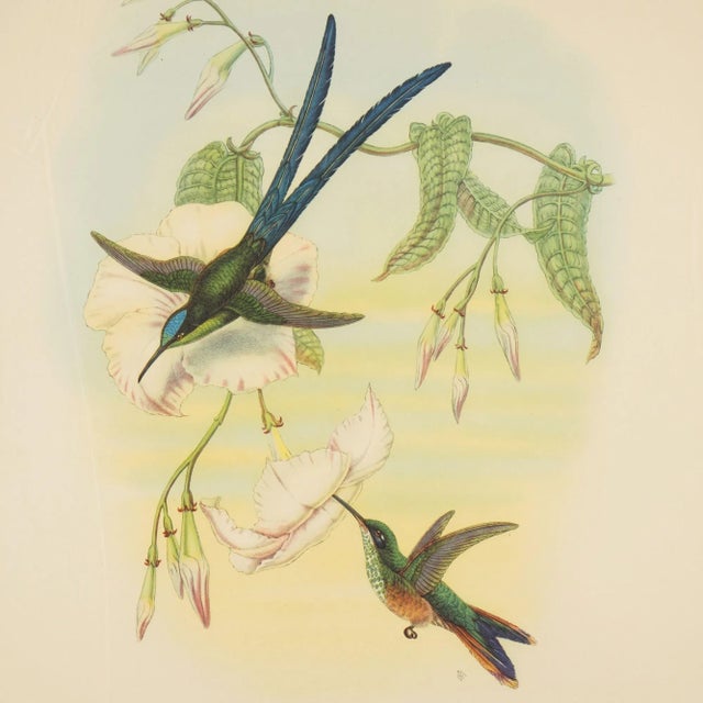 Paper Hylonympha Macrocerca (Scissor-Tailed Hummingbird) by John Gould, 1946 For Sale - Image 7 of 10