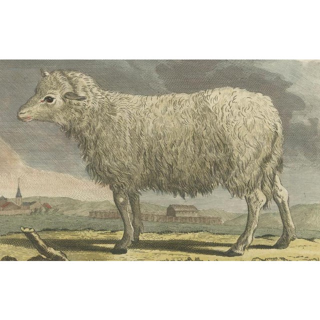 After Jacques de Sève, Sheep, 1769, Print For Sale - Image 4 of 10