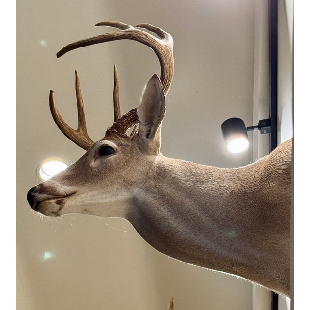 2000 - 2009 White-Tail Deer Shoulder Mounted Buck For Sale - Image 5 of 6