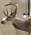 2000 - 2009 White-Tail Deer Shoulder Mounted Buck For Sale - Image 5 of 6