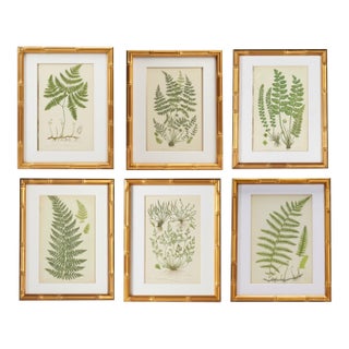 English Victorian Fern Engravings Botanicals Att. Anne Pratt in Gilt Faux Bamboo Frames - Set of 6 For Sale