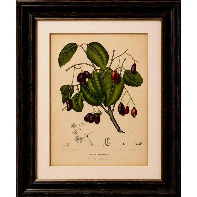 Antique java plum botanical chromolithograph by hoola van nooten, c. 1880 : a beautiful original antique botanical...