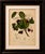 Antique java plum botanical chromolithograph by hoola van nooten, c. 1880 : a beautiful original antique botanical...