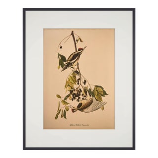 1990s John James Audubon: Yellow-Bellied Sapsucker Vintage Bird Reproduction Print For Sale