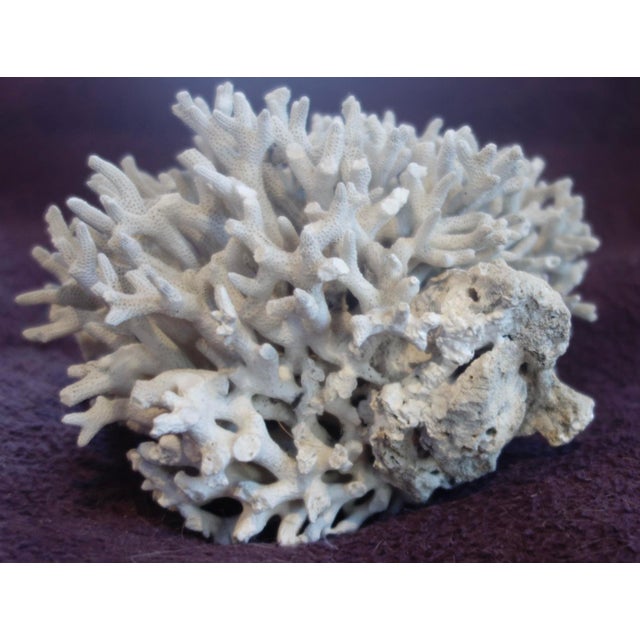 1960s Birdsnest Coral For Sale - Image 5 of 6