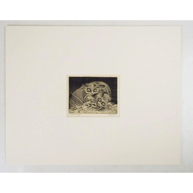 Early 20th century etching on paper in sepia tones of Galagos a small primate also called Bush Babies by Alfred Hugh...