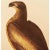 Farmhouse 1966 Vintage Farmhouse Cottage Style Print "Bald Eagle" After John James Audubon For Sale - Image 3 of 7