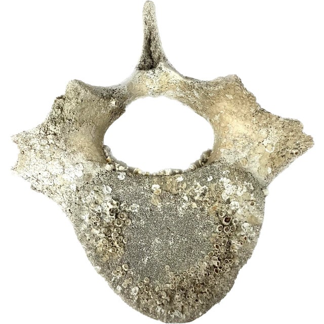 Natural weathered fossilized Whale Vertebrae. One section / specimen. Possibly sperm whale. Likely 19th century.