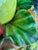 Vintage 20th Century Italian Majolica Ceramic Fruit Basket Centerpiece by Cottura For Sale - Image 14 of 14