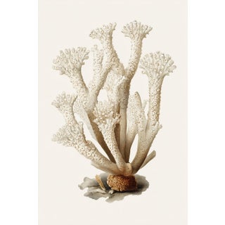 White Coral Botanical Fine Art Print No. 1 - Natural History Coastal Illustration | Neutral Color Palette For Sale