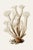 White Coral Botanical Fine Art Print No. 1 - Natural History Coastal Illustration | Neutral Color Palette For Sale
