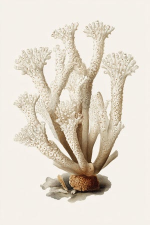 White Coral Botanical Fine Art Print No. 1 - Natural History Coastal Illustration | Neutral Color Palette
