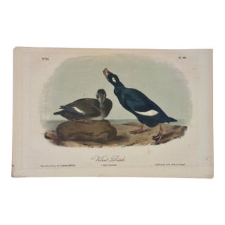 1840 Colored Lithograph of the Velvet Duck After John James Audubon For Sale