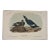 Velvet Duck Original 1st Edition Print by John James Audubon, 1840 For Sale