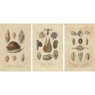 Mosaic of Mollusk Diversity, 1845, Paper, Set of 3 For Sale
