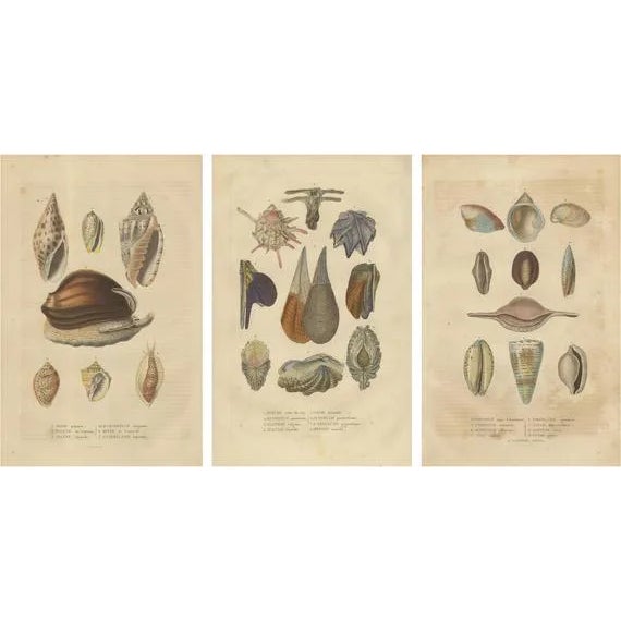 Mosaic of Mollusk Diversity, 1845, Paper, Set of 3 For Sale