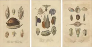 Mosaic of Mollusk Diversity, 1845, Paper, Set of 3
