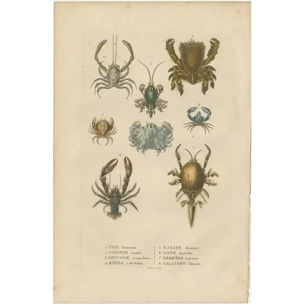 This original hand-colored antique engraving appears to depict a variety of crustaceans, which are characterized by their...