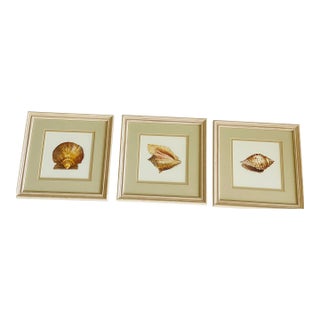 1960s Coastal Vintage Sea Shell Prints Framed - Set of 3 For Sale