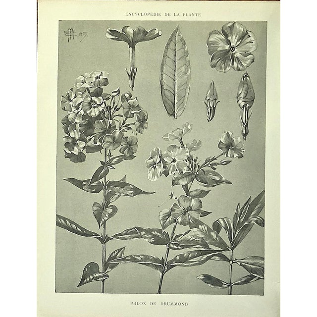 RARE! This is a set of 3 original 1902 antique botanicals of French drawings. They came from a French portfolio of 4...