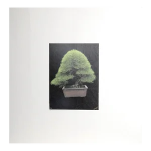 Japanese Bonsai Vii, Jonathan Singer
