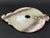 Early 19th Century Jade Bi Disk For Sale - Image 4 of 6