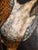 19th Century Continental European Painting of Game Birds For Sale - Image 13 of 16