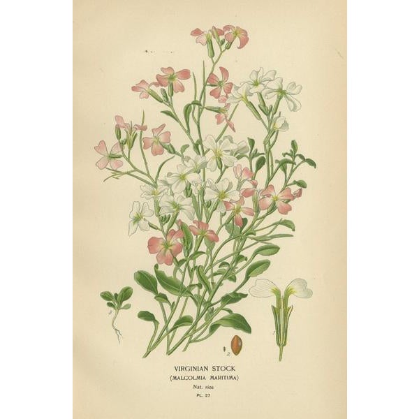 E. Step, Ephemeral Blossoms: Flowers of Garden and Greenhouse, 1896, Print For Sale - Image 4 of 6