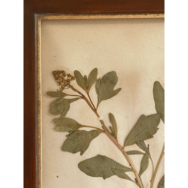 Rustic European Antique Swedish Herbarium - Sweet Mignonette, Circa Late 19th Century For Sale - Image 3 of 8