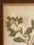 Rustic European Antique Swedish Herbarium - Sweet Mignonette, Circa Late 19th Century For Sale - Image 3 of 8