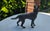 Vintage brass German Shepherd figurine (1960s–70s), dimensions: height 14 cm, width 16 cm, depth 3.7 cm.