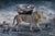 Noah - the Lions Heart by Marcin Owczarek | Photography of a lion with animals on a ship For Sale